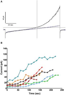 The LRRC8A Mediated “Swell Activated” Chloride Conductance Is Dispensable for Vacuolar Homeostasis in Neutrophils